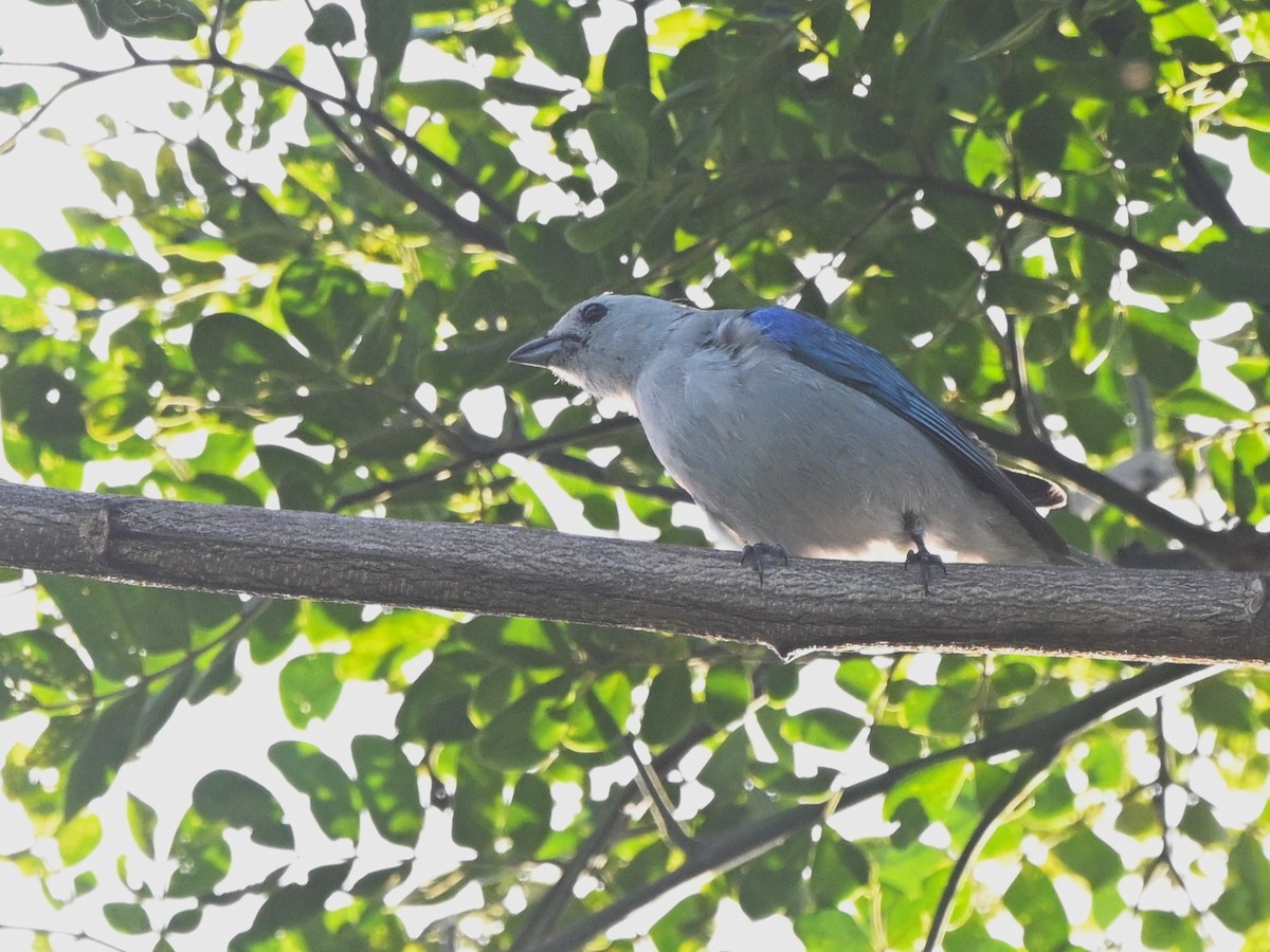 Blue-gray Tanager - ML638304426