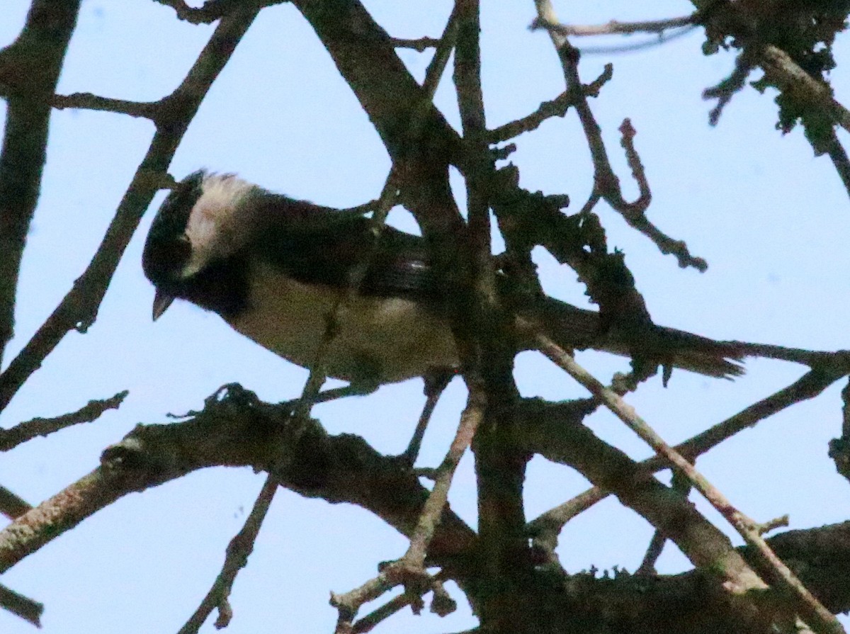 Carolina Chickadee - ML638304429