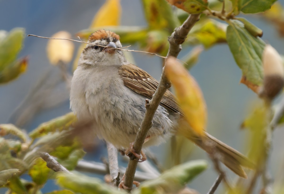 Chipping Sparrow - ML638304430