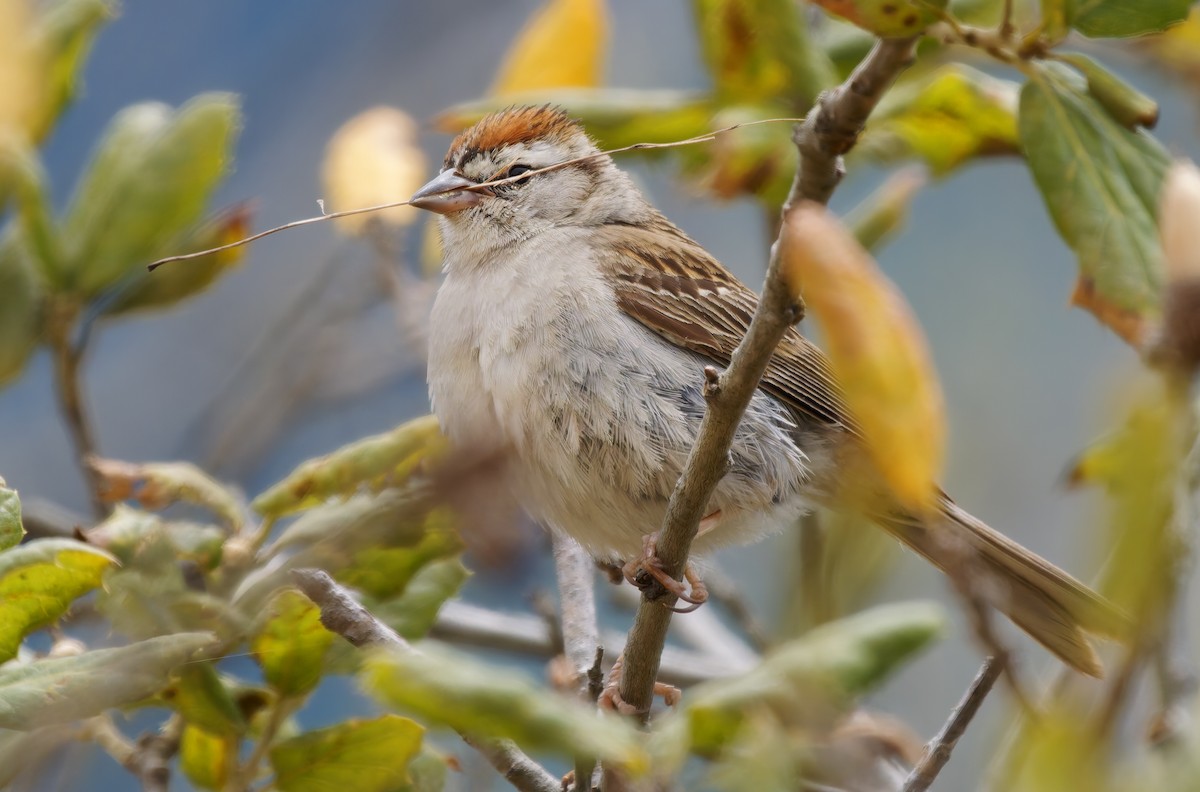 Chipping Sparrow - ML638304431