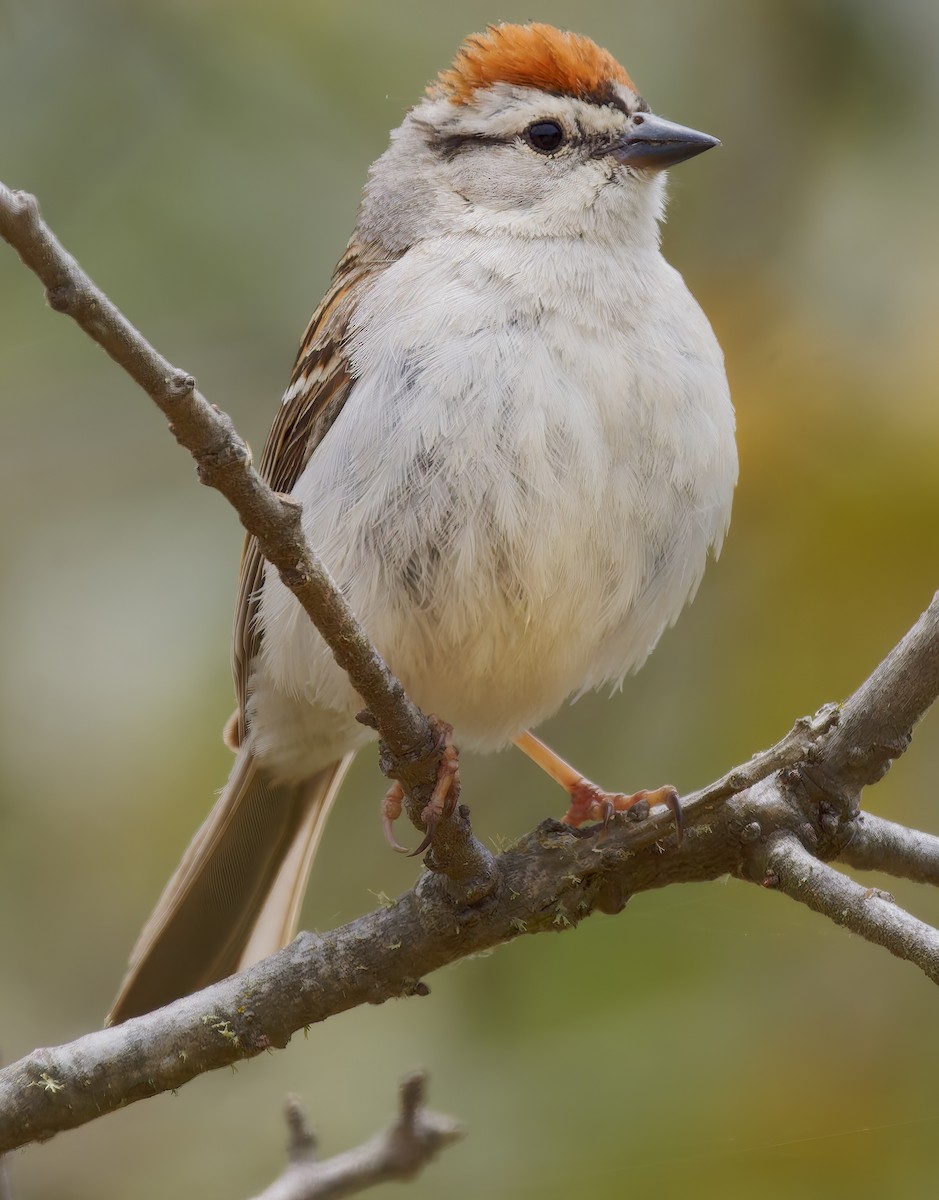 Chipping Sparrow - ML638304432