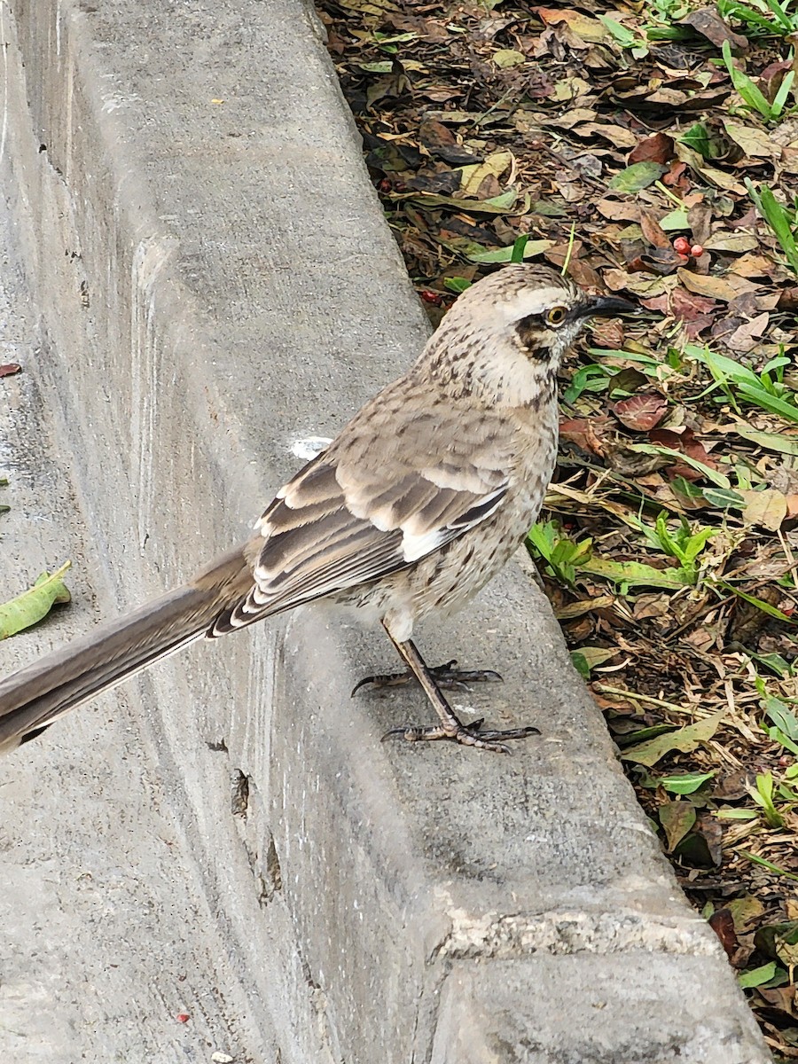 Long-tailed Mockingbird - ML638304433