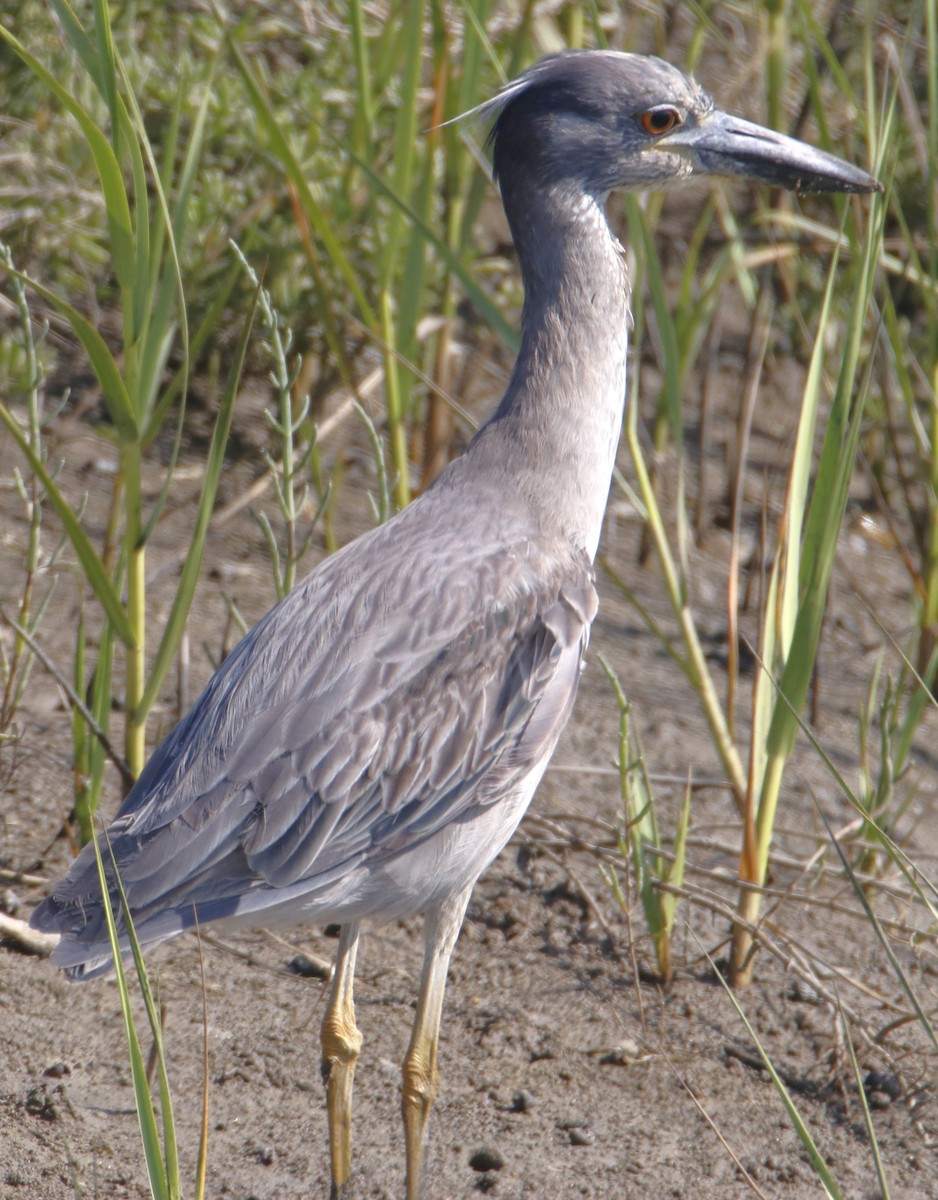 Yellow-crowned Night Heron - ML638304437