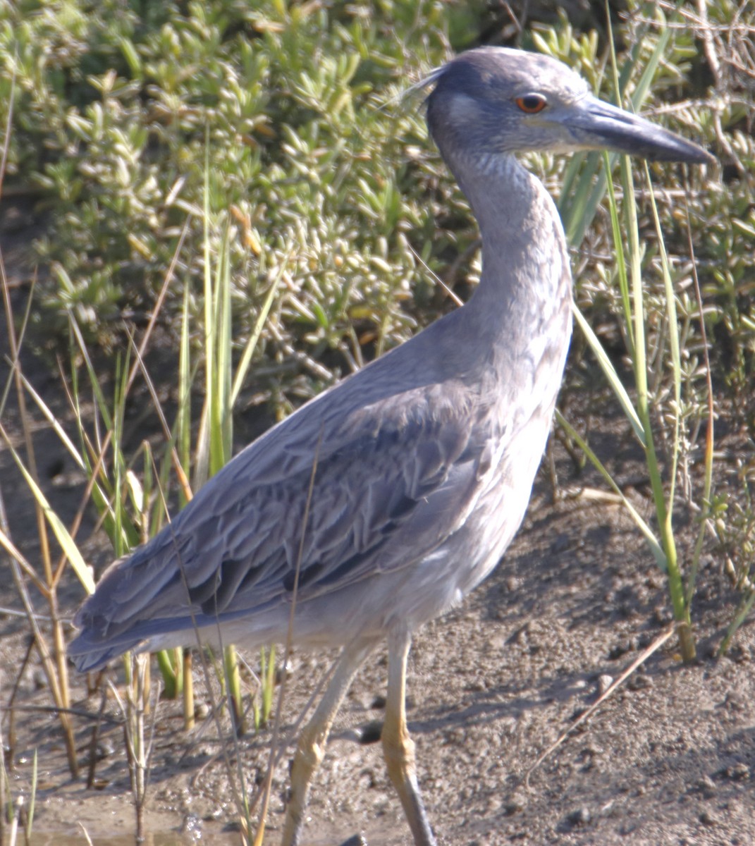 Yellow-crowned Night Heron - ML638304438