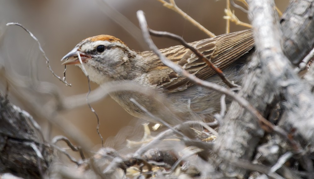 Chipping Sparrow - ML638304442