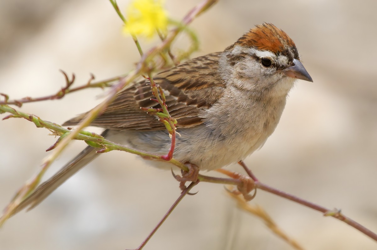 Chipping Sparrow - ML638304444