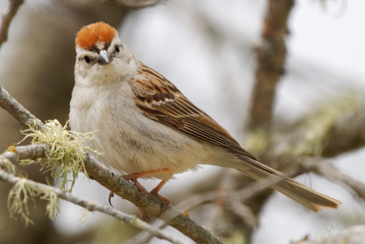 Chipping Sparrow - ML638304448