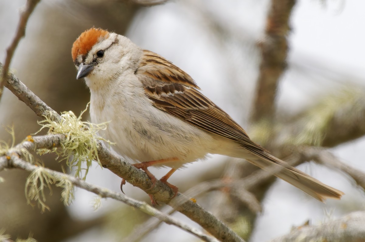 Chipping Sparrow - ML638304449