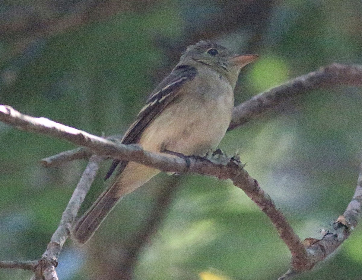tyranovec zelenavý - ML638304453