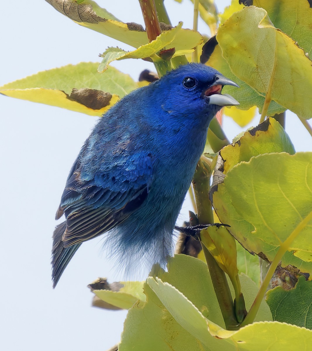 Indigo Bunting - ML638304465