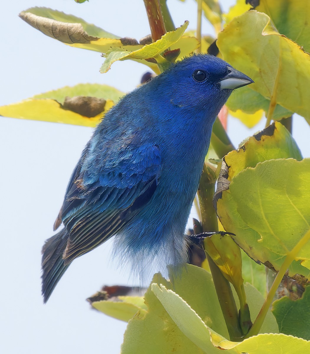 Indigo Bunting - ML638304466