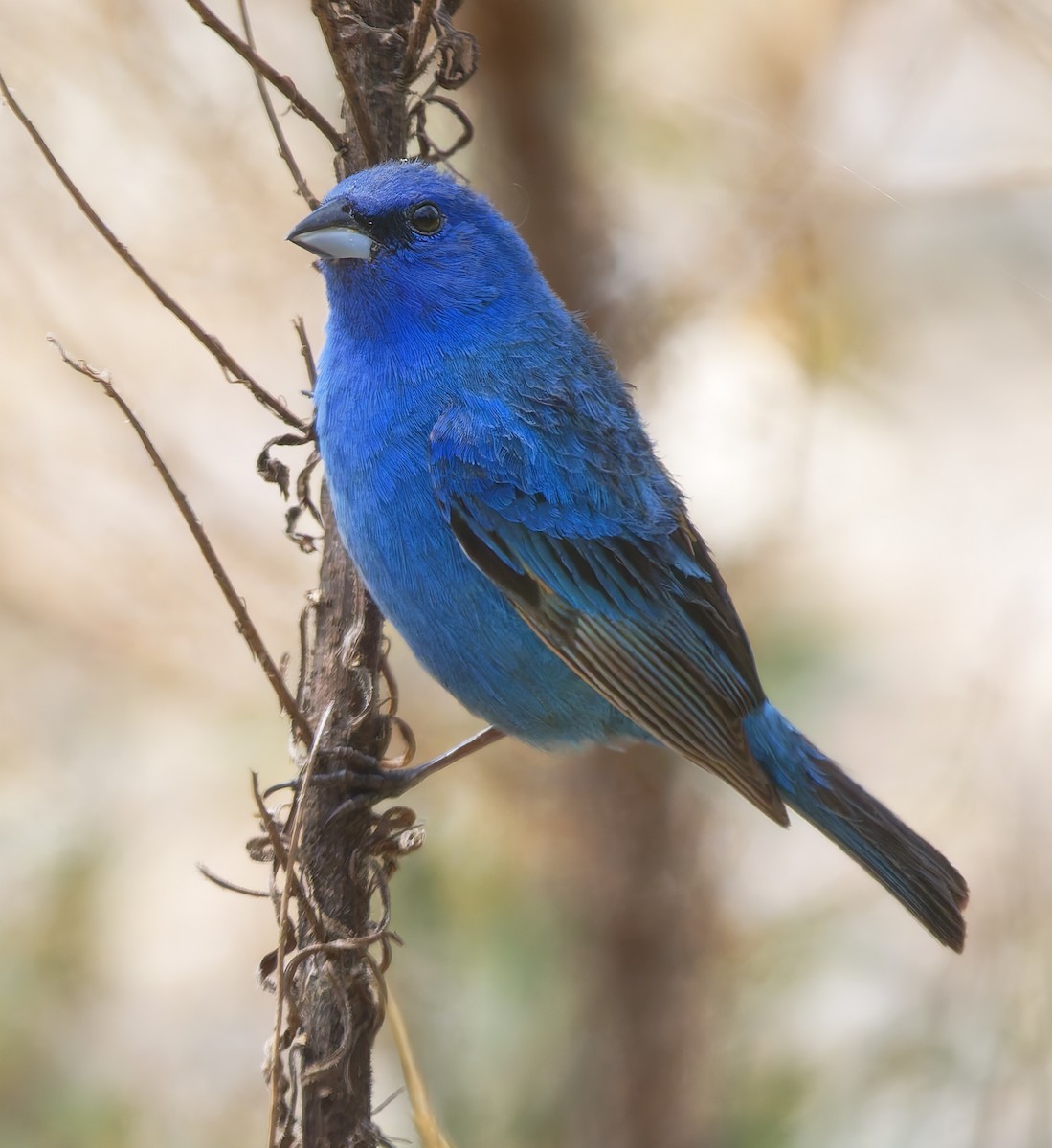 Indigo Bunting - ML638304467
