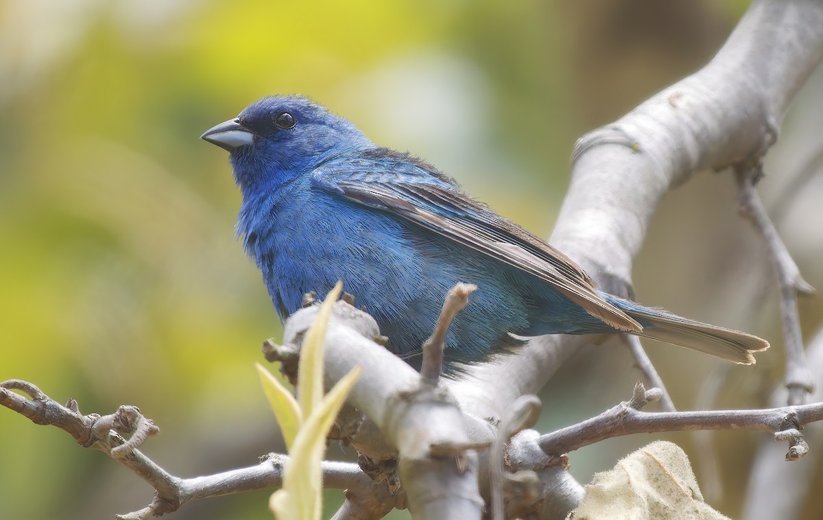 Indigo Bunting - ML638304468