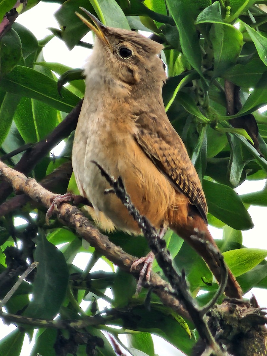 Southern House Wren - ML638304472