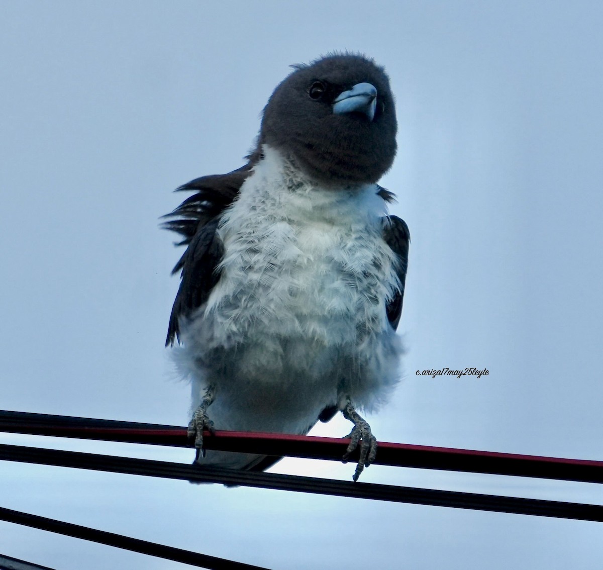 White-breasted Woodswallow - ML638304473
