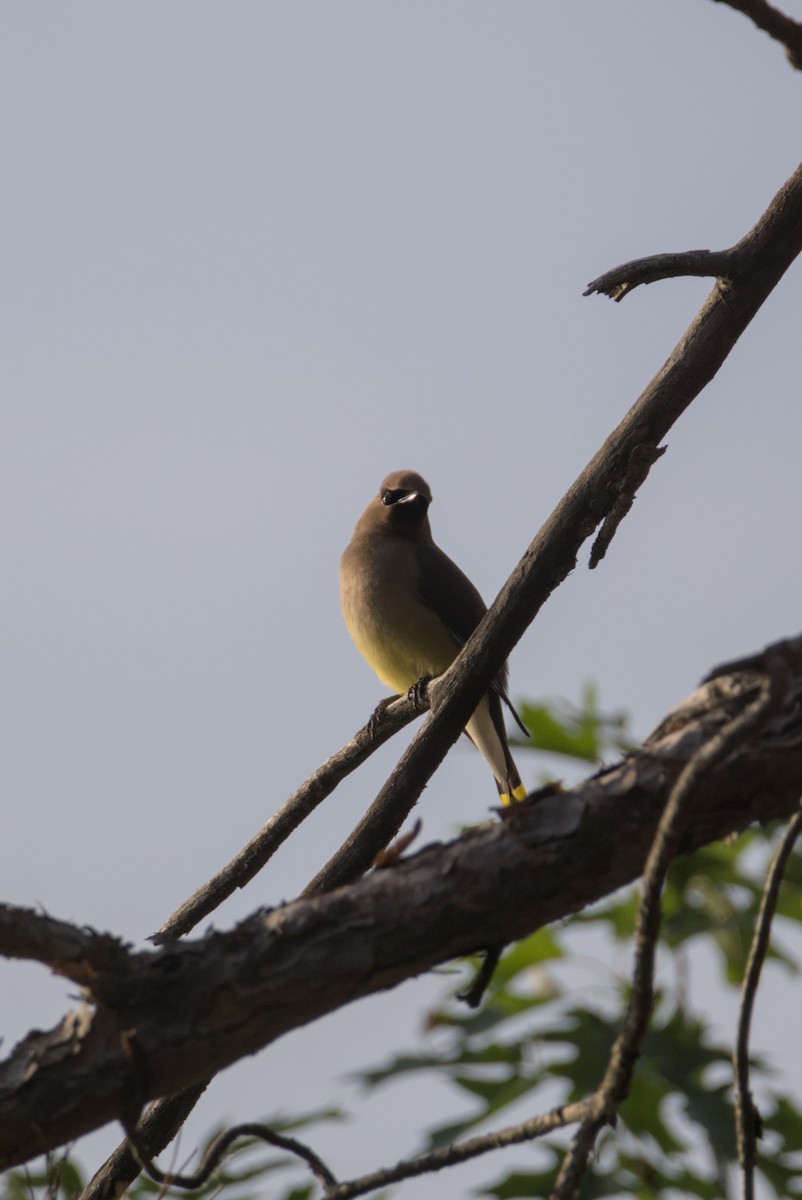 Cedar Waxwing - ML638304474