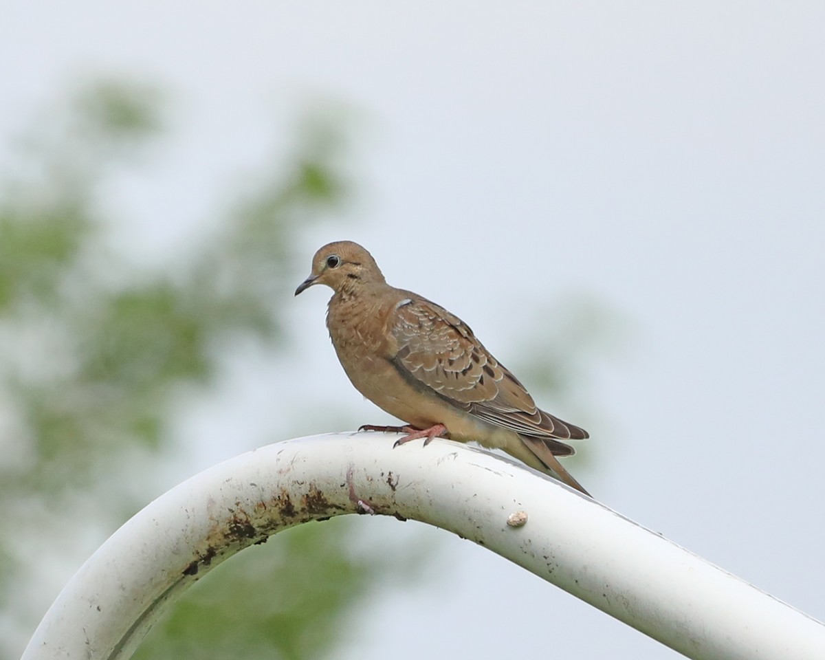 Mourning Dove - ML638304478