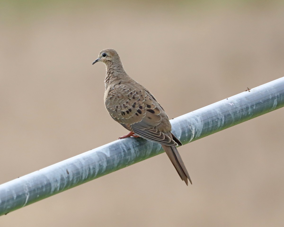 Mourning Dove - ML638304479