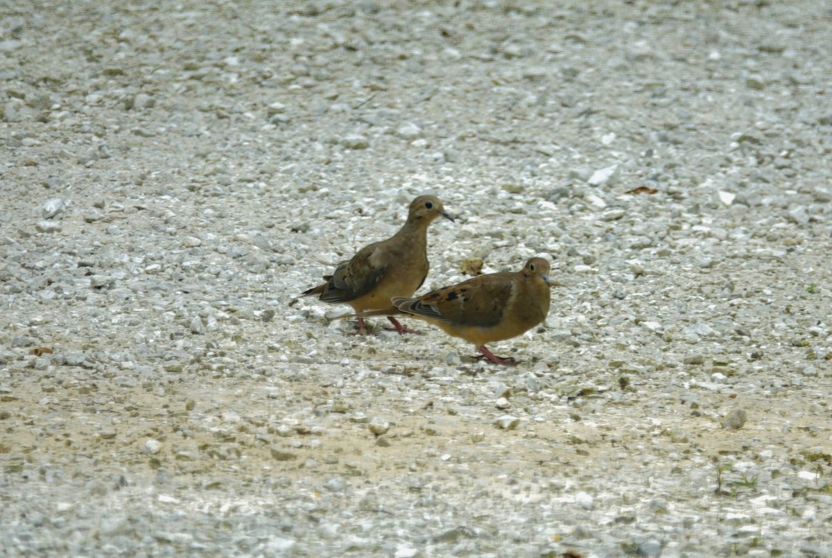 Mourning Dove - ML638304480
