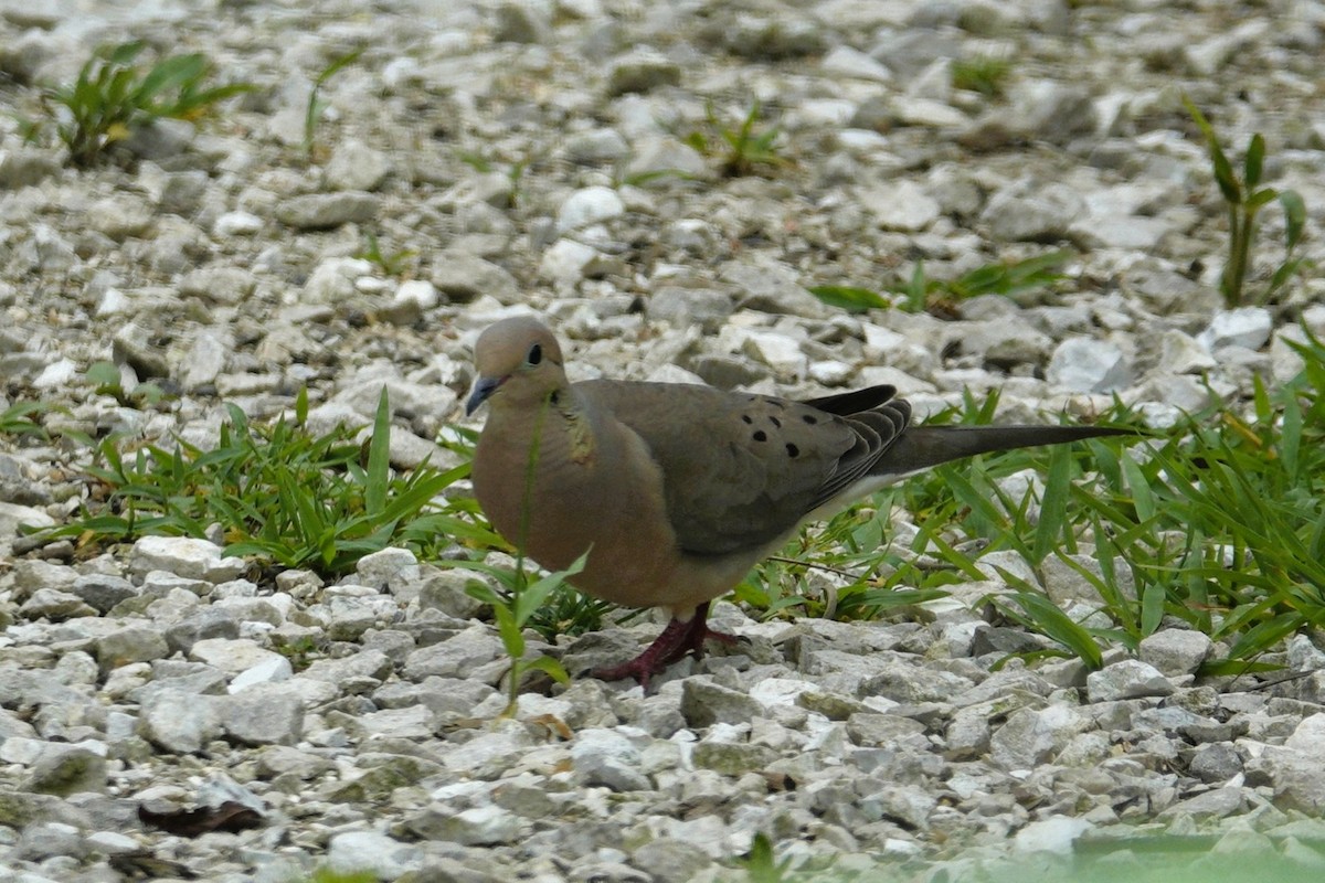 Mourning Dove - ML638304482