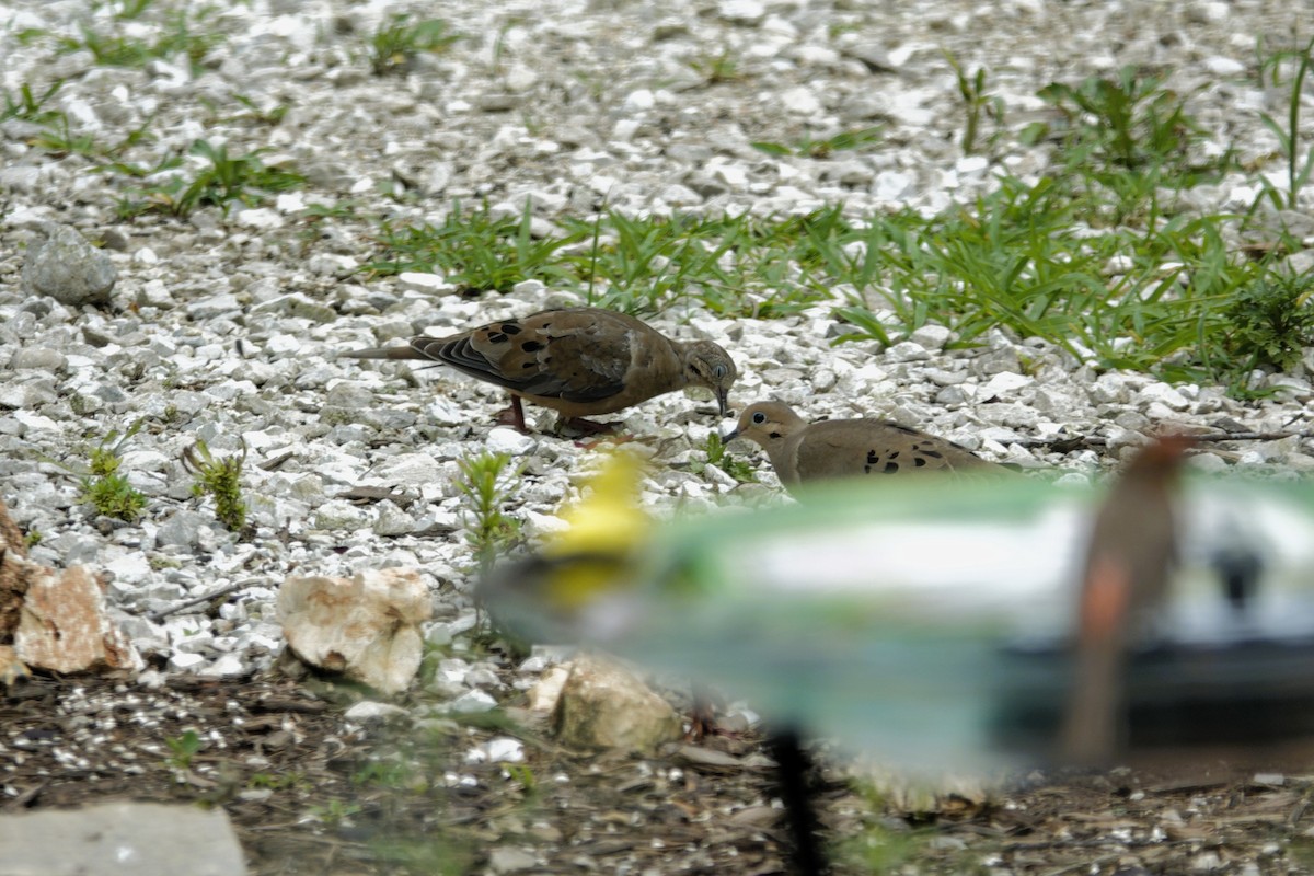 Mourning Dove - ML638304483