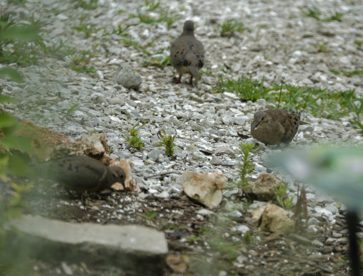 Mourning Dove - ML638304484