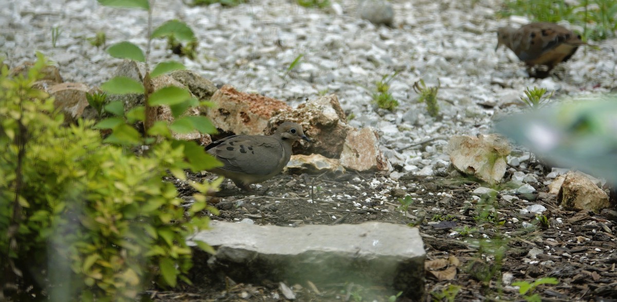 Mourning Dove - ML638304485