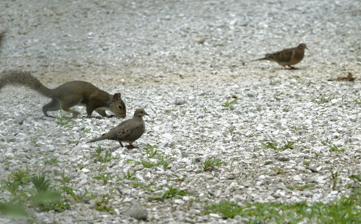 Mourning Dove - ML638304487