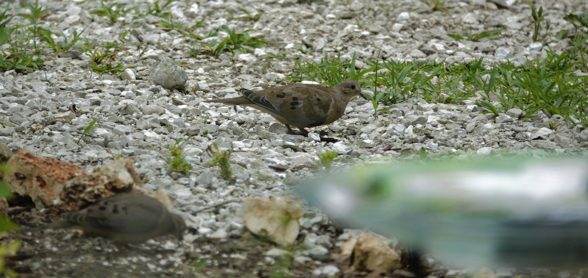 Mourning Dove - ML638304488
