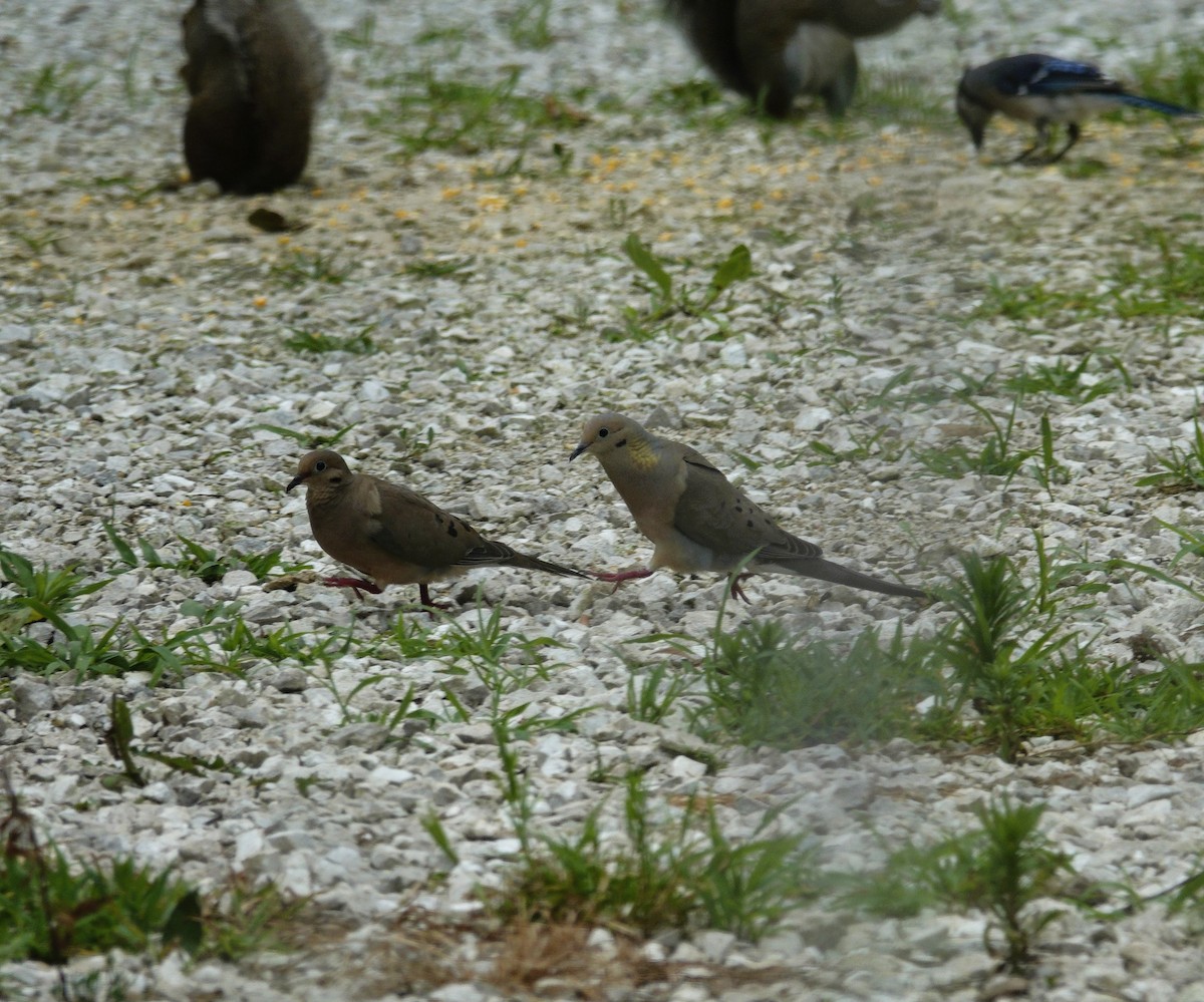 Mourning Dove - ML638304489