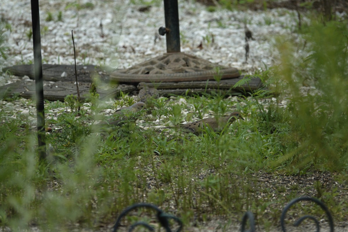 Mourning Dove - ML638304491