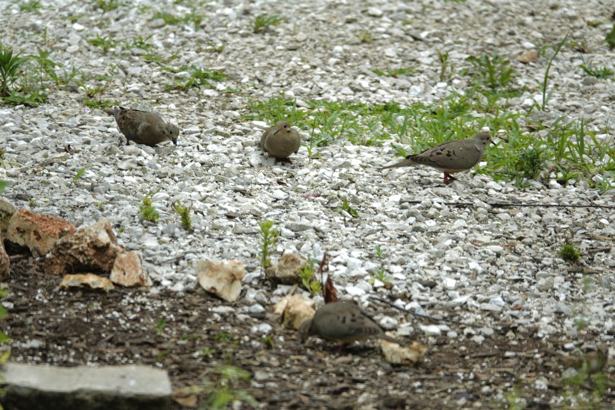 Mourning Dove - ML638304492
