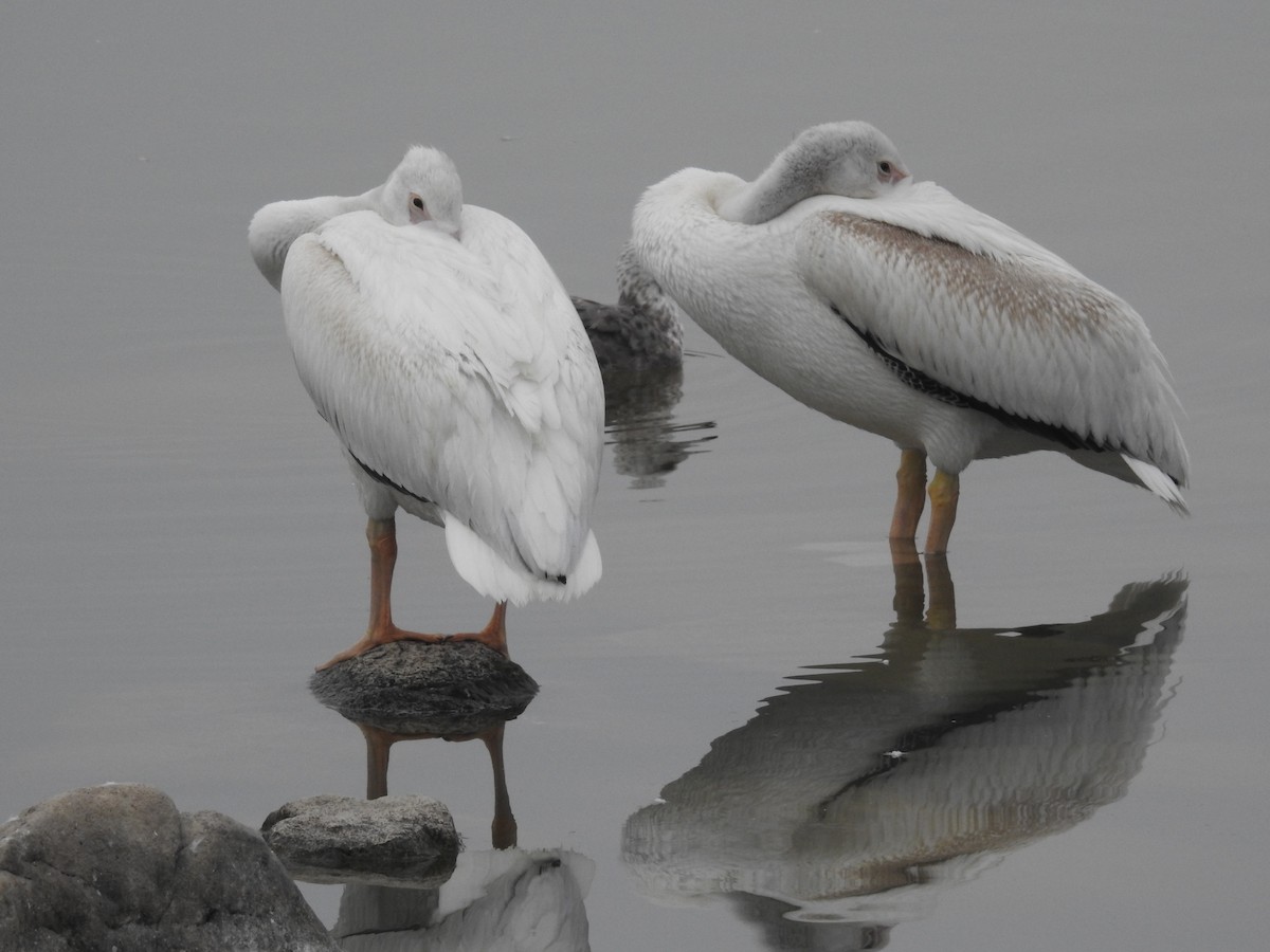 American White Pelican - Ananth Ramaswamy