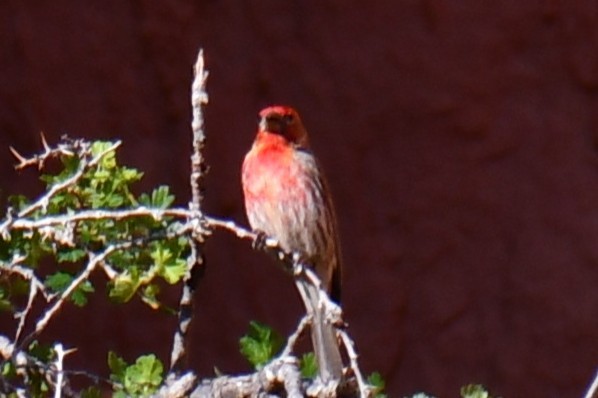 House Finch - ML638304522