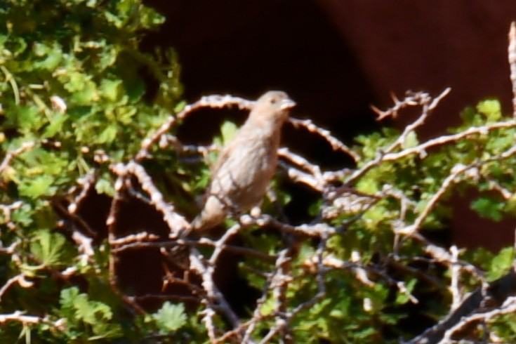 House Finch - ML638304523