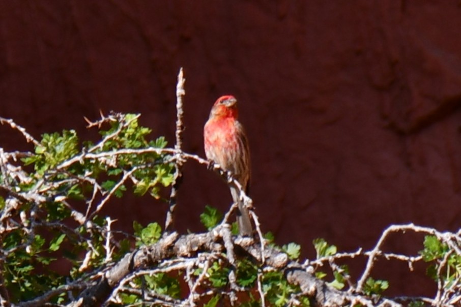 House Finch - ML638304524