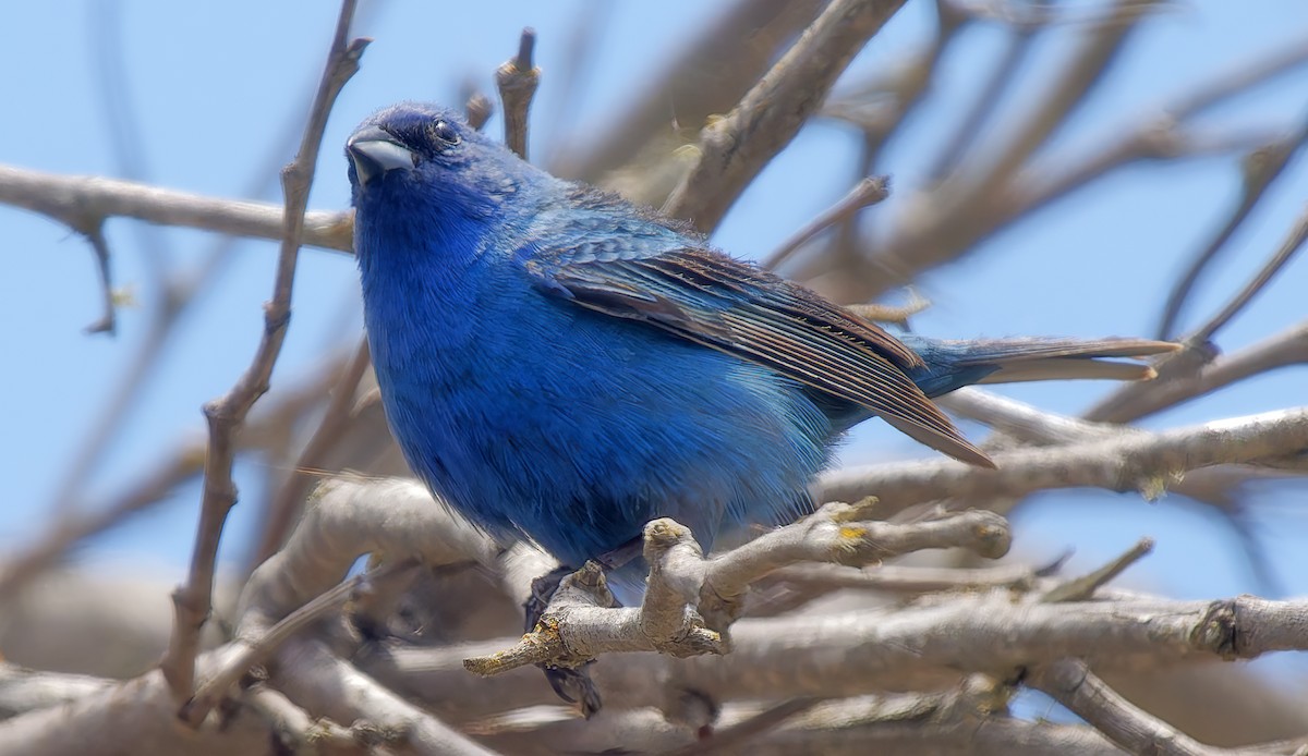 Indigo Bunting - ML638304544