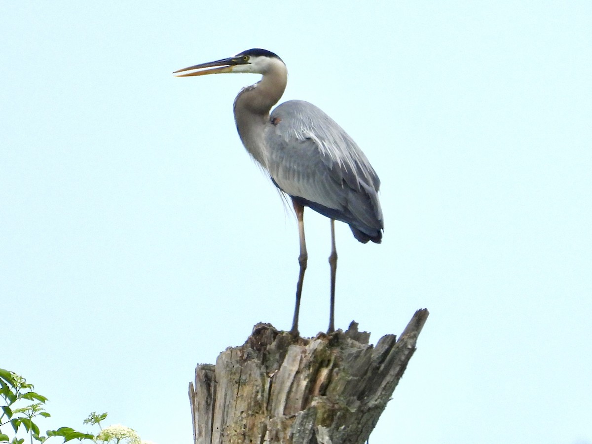 Great Blue Heron - ML638304549