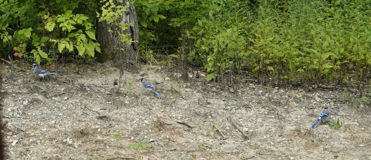 Blue Jay - ML638304551