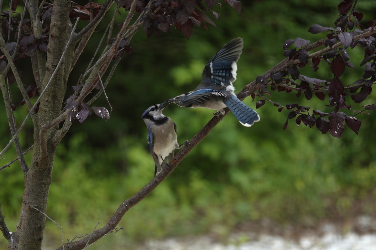 Blue Jay - ML638304553