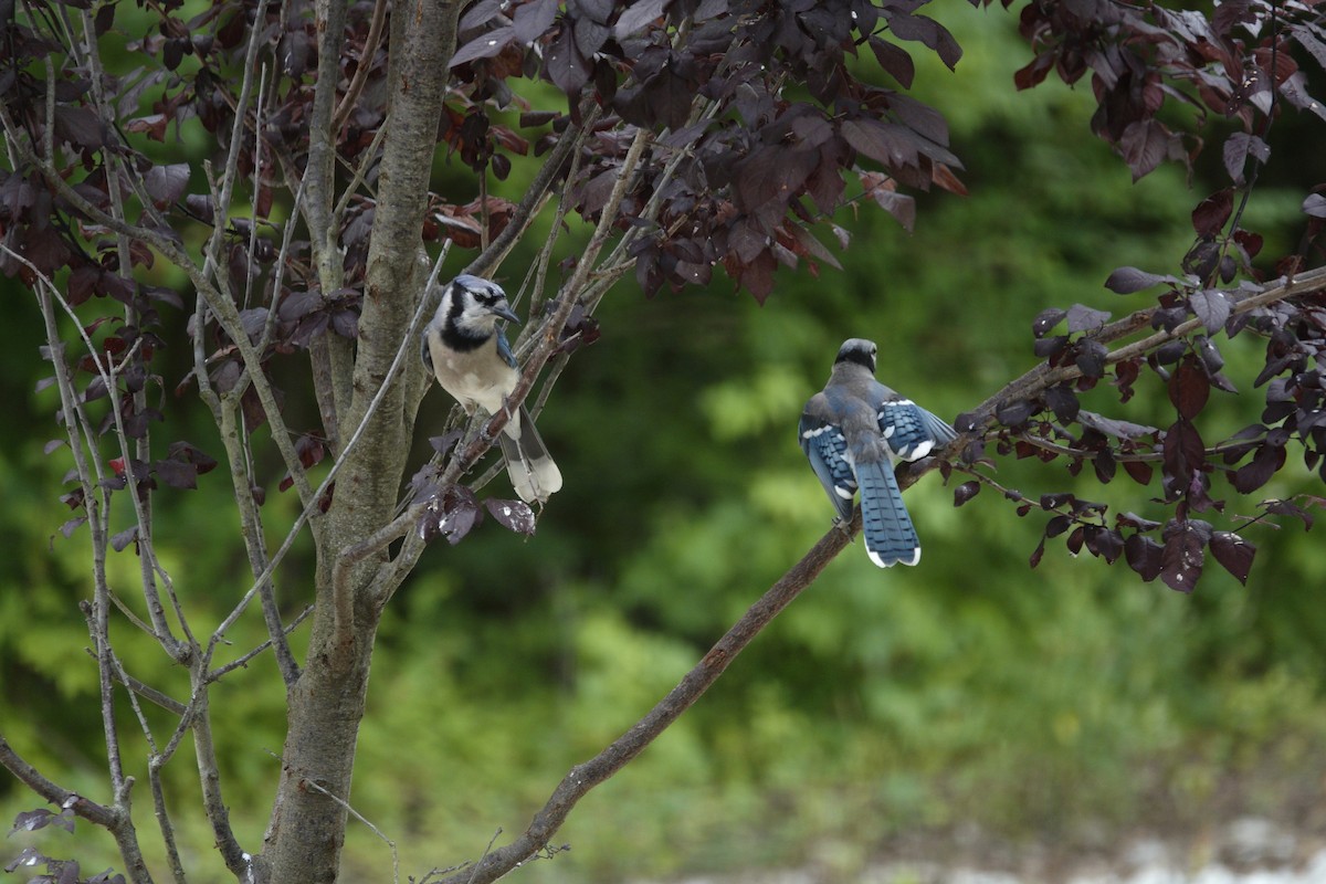 Blue Jay - ML638304554