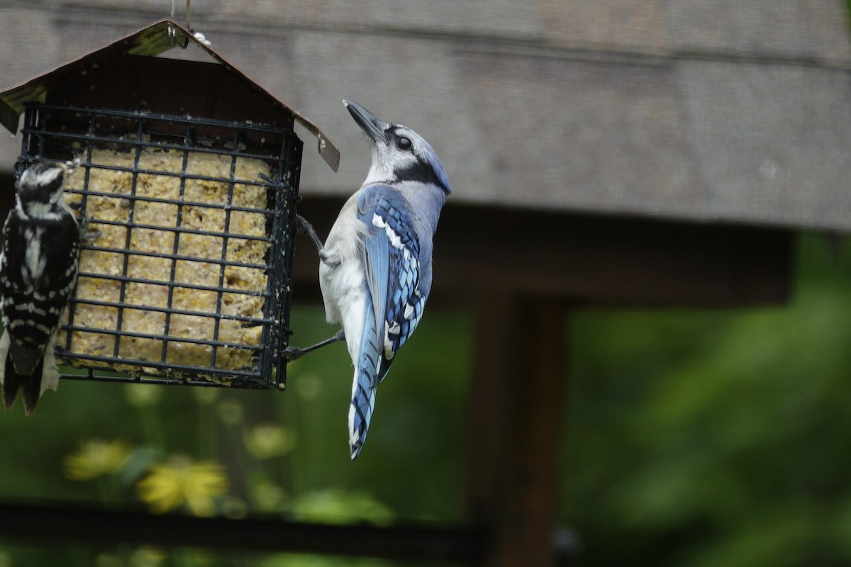 Blue Jay - ML638304557