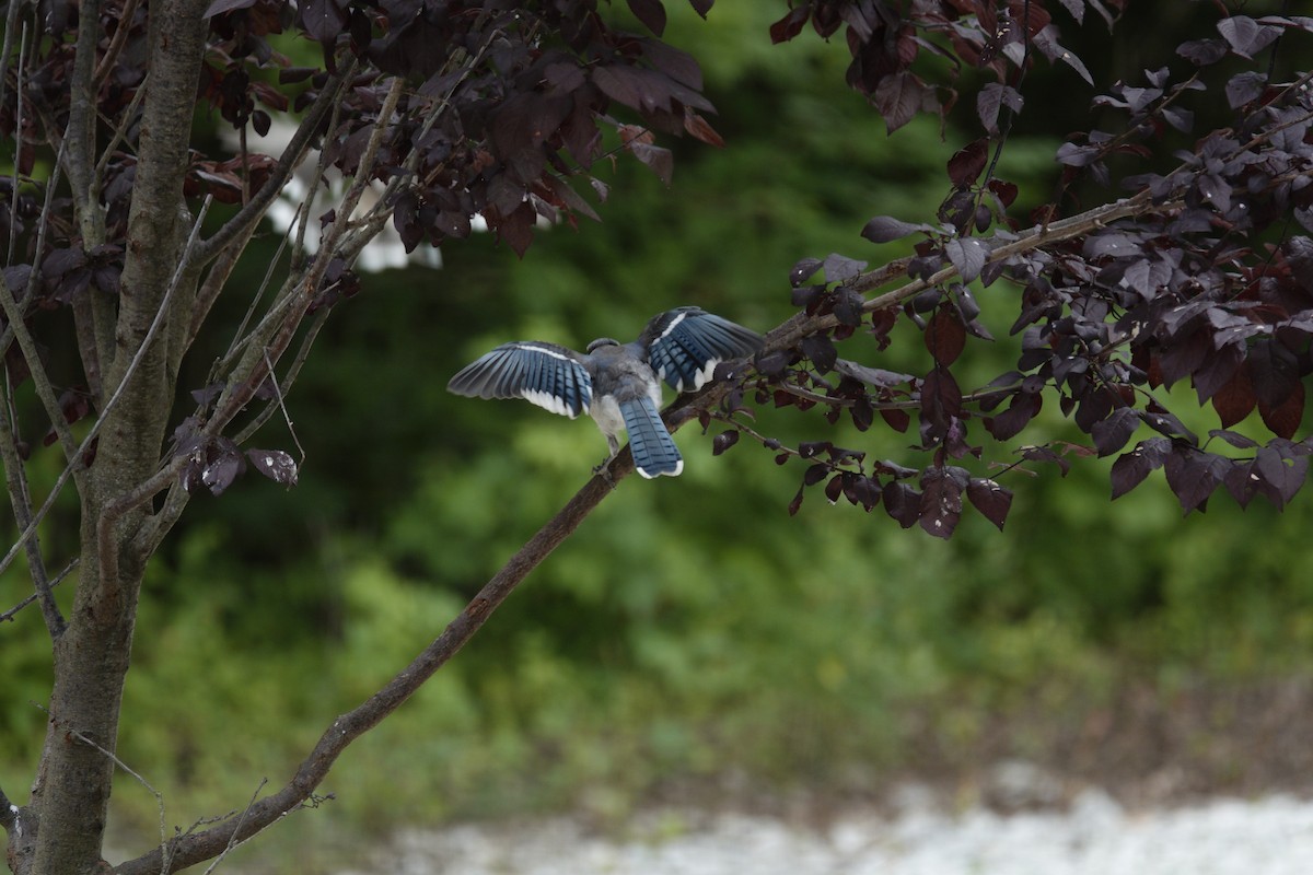 Blue Jay - ML638304559