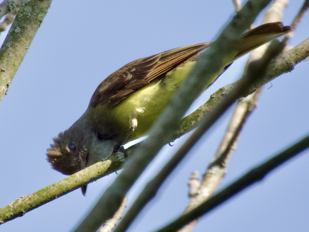 Great Crested Flycatcher - ML638304565