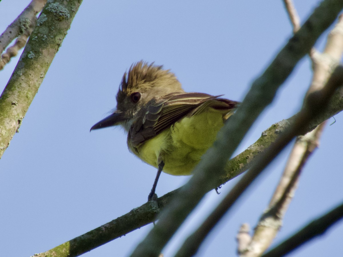 Great Crested Flycatcher - ML638304567