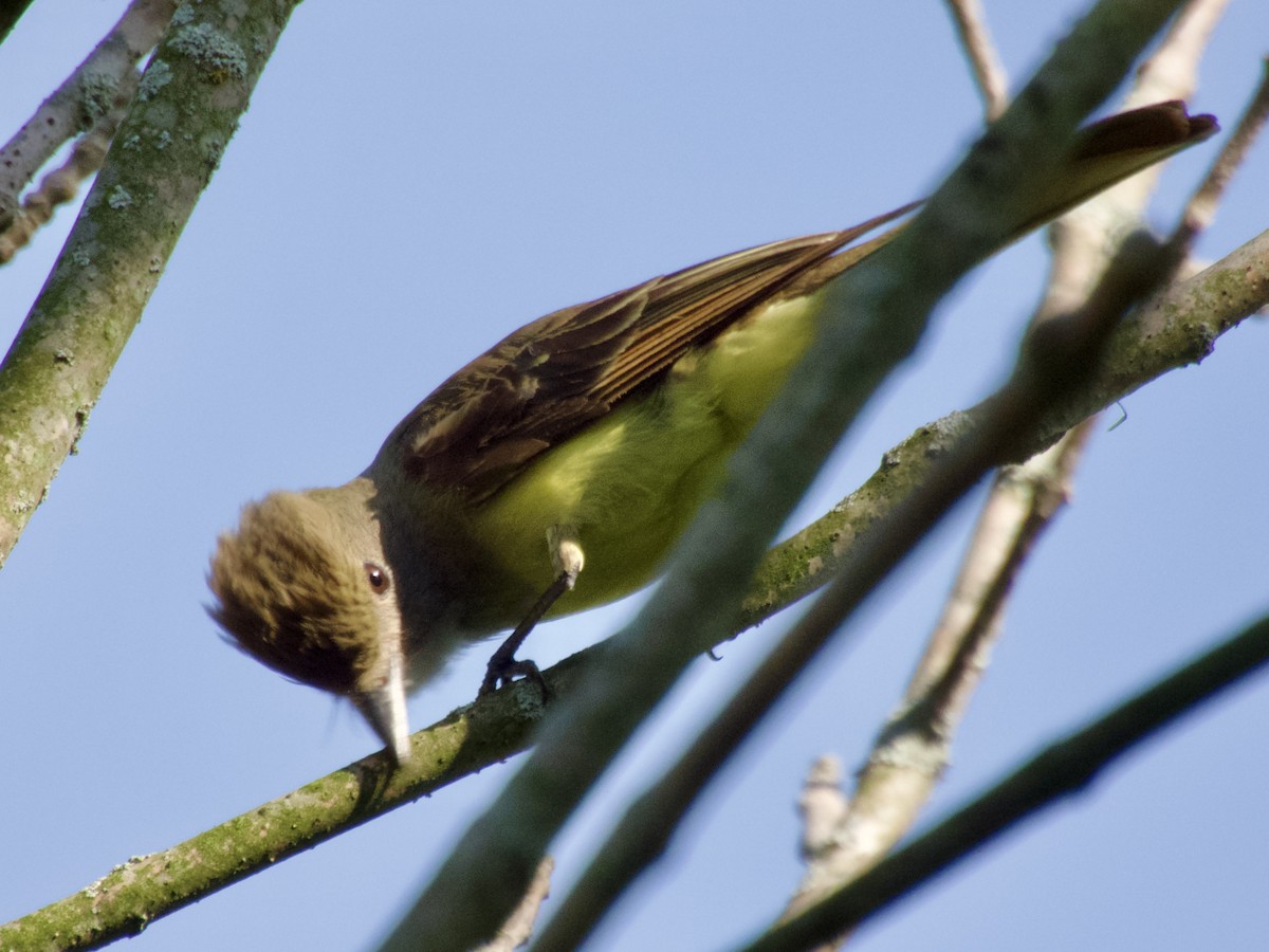 Great Crested Flycatcher - ML638304569
