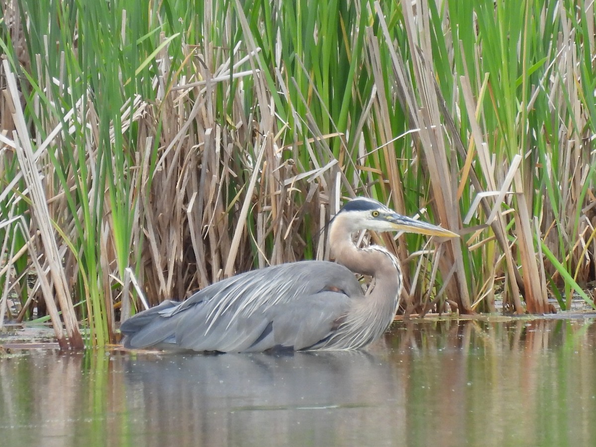Great Blue Heron - ML638304571