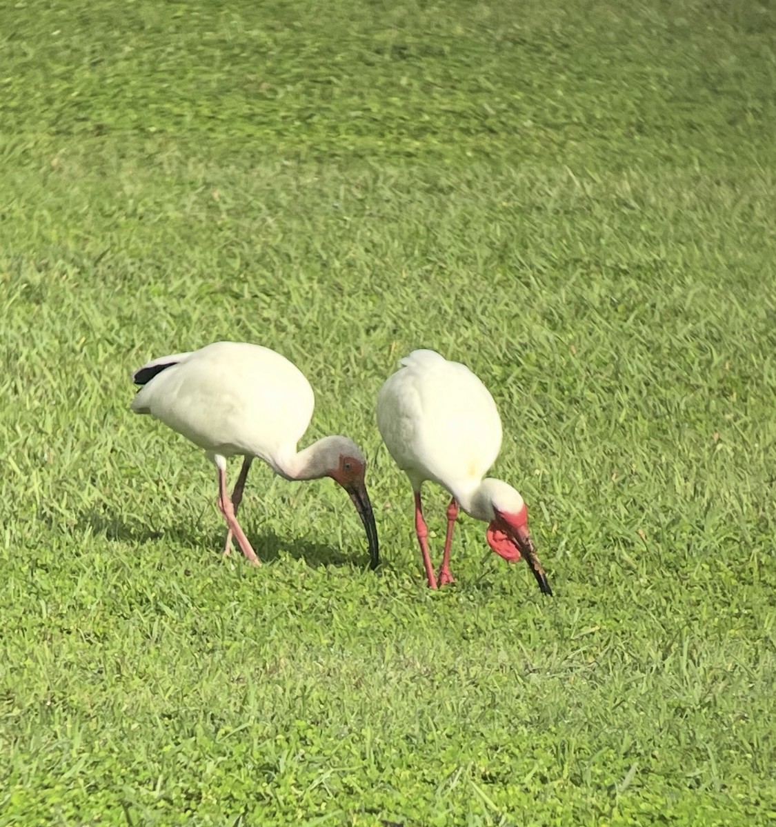 ibis bílý - ML638304572