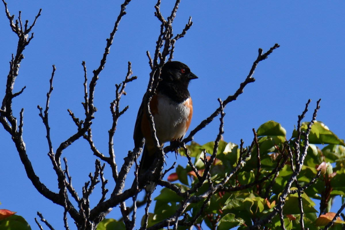 Spotted Towhee - ML638304591