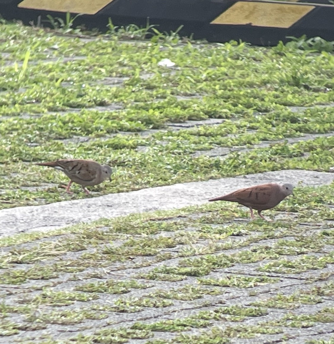 Ruddy Ground Dove - ML638304592